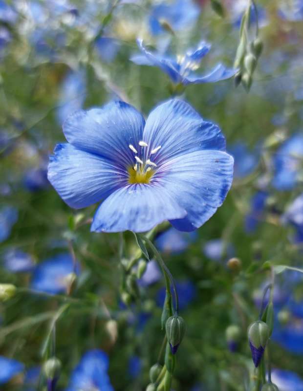 Лён цветёт.. автор Лариса Larisa на PhotoGeek.ru #Макро #Пейзаж или природа #Весна #Природа #Растительный мир
