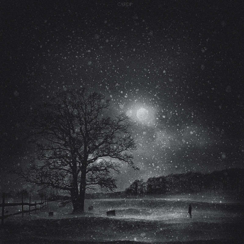 winter night  Lana Cardi  PhotoGeek.ru # #   #  #- #-
