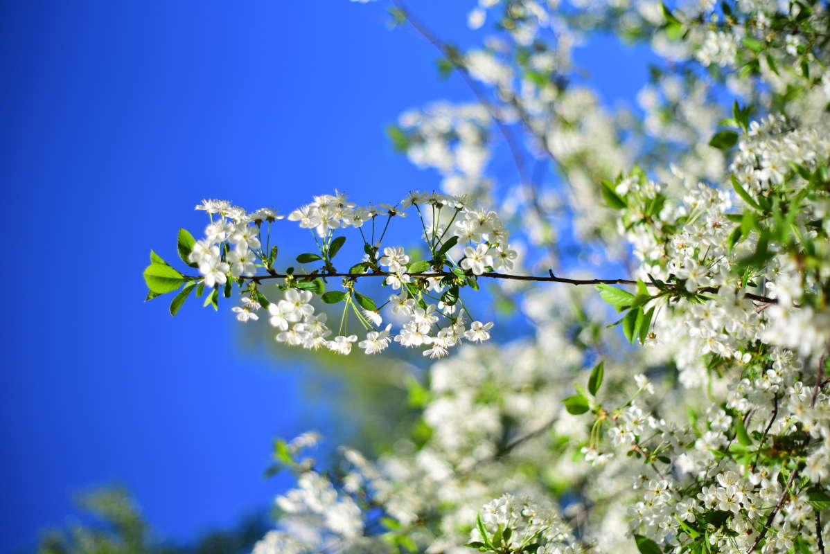 Цветущая вишня автор Анна  на PhotoGeek.ru #Макро #Пейзаж или природа #Живая растительность