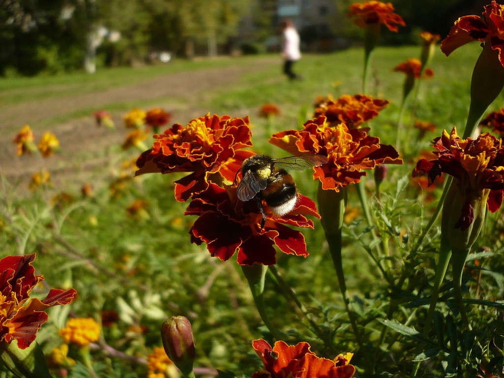 мохнатый шмель на душистый хмель...)). / мохнатый шмель на душистый ...