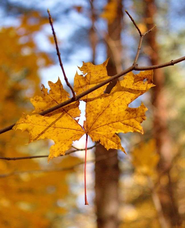 ��������� ���� �������� ����� Mary  �� PhotoGeek.ru #������ ��� �������