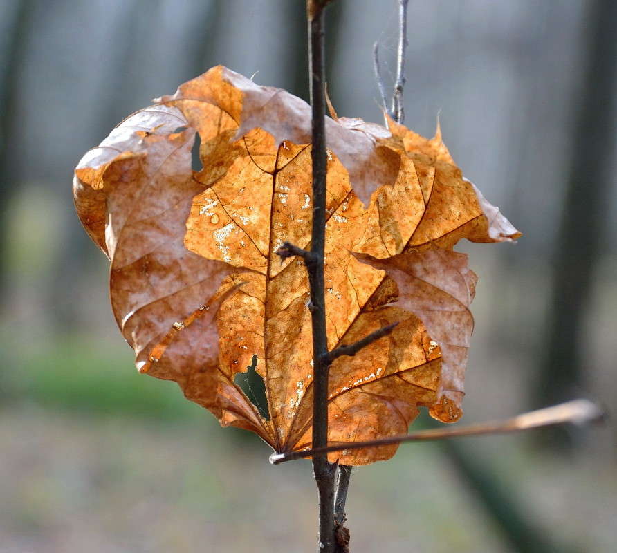 � ������� ��������� ���� ����� Mary  �� PhotoGeek.ru #������ ��� �������