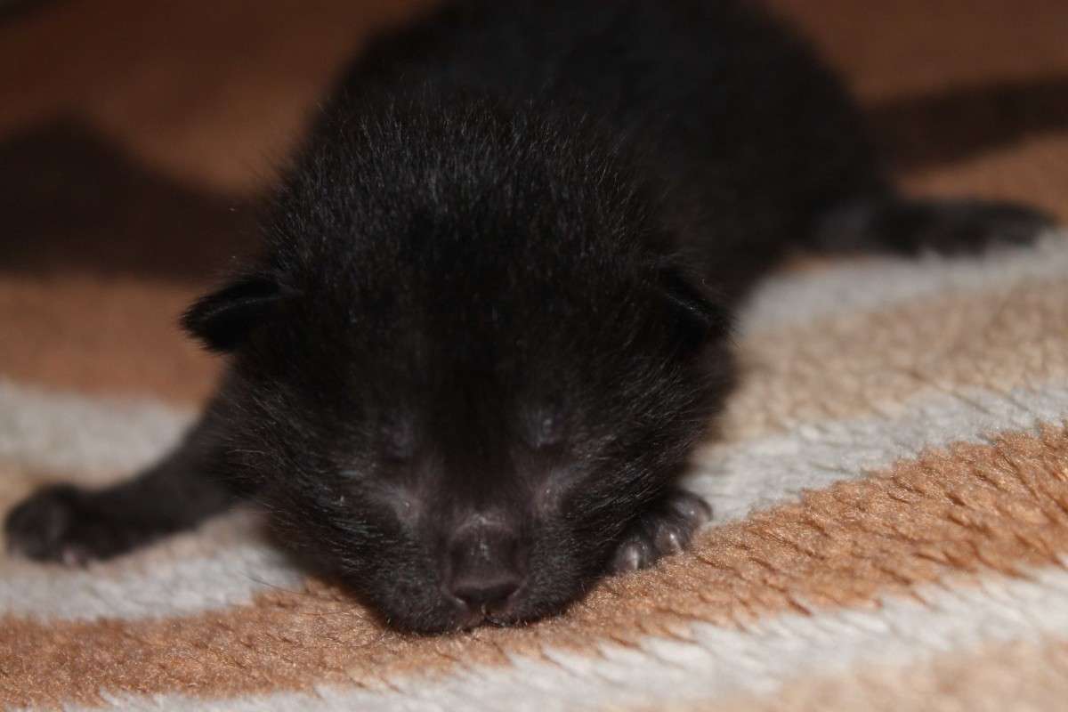 ������ ������� ����� Olesya Reshetnikova �� PhotoGeek.ru #�������� ���