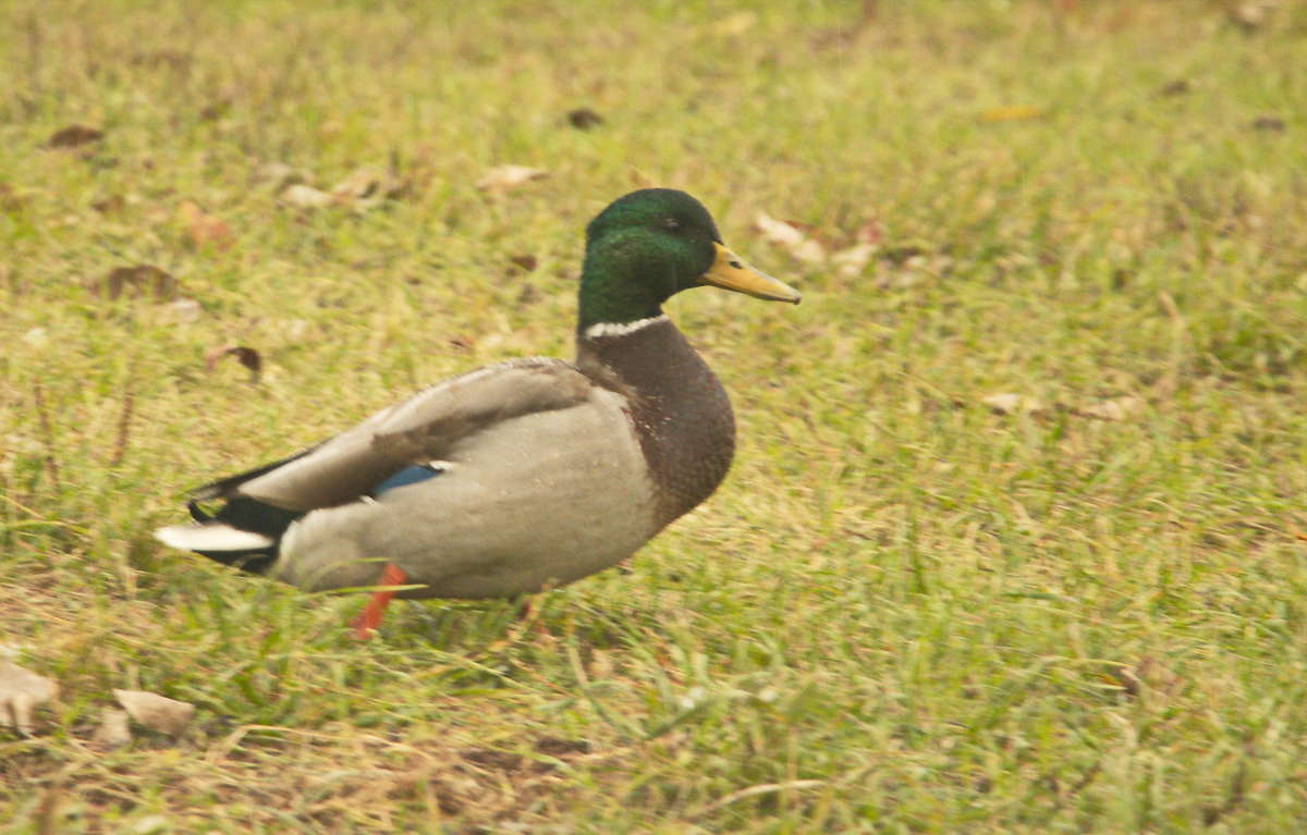 *** ����� �������� ������� �� PhotoGeek.ru #�������� ���