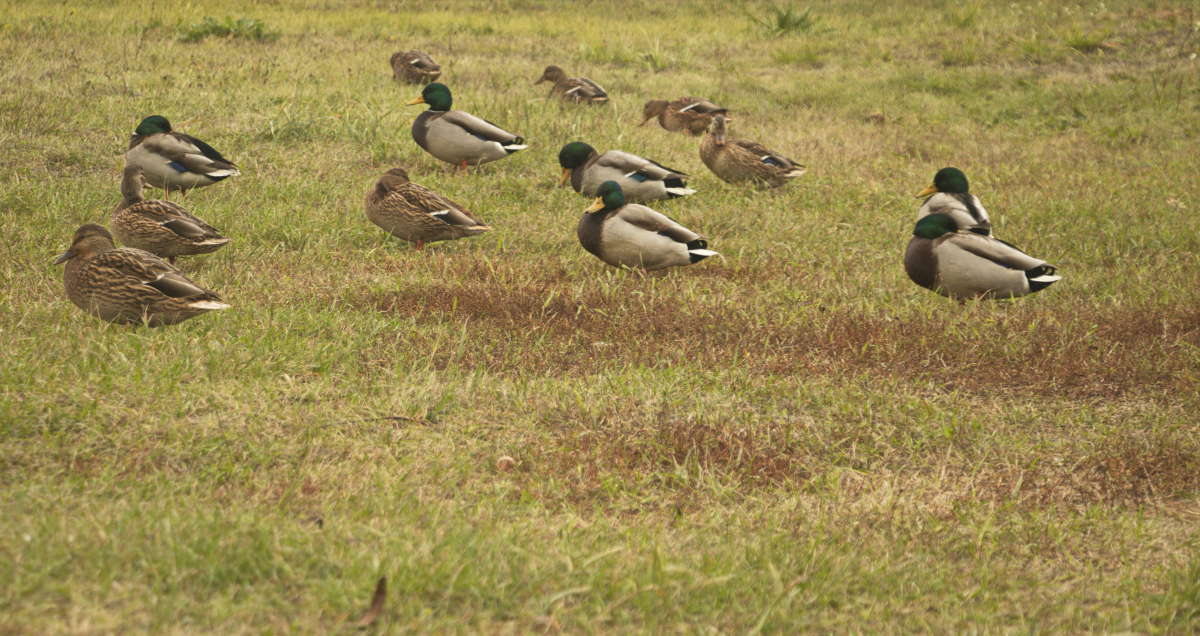 *** ����� �������� ������� �� PhotoGeek.ru #�������� ���