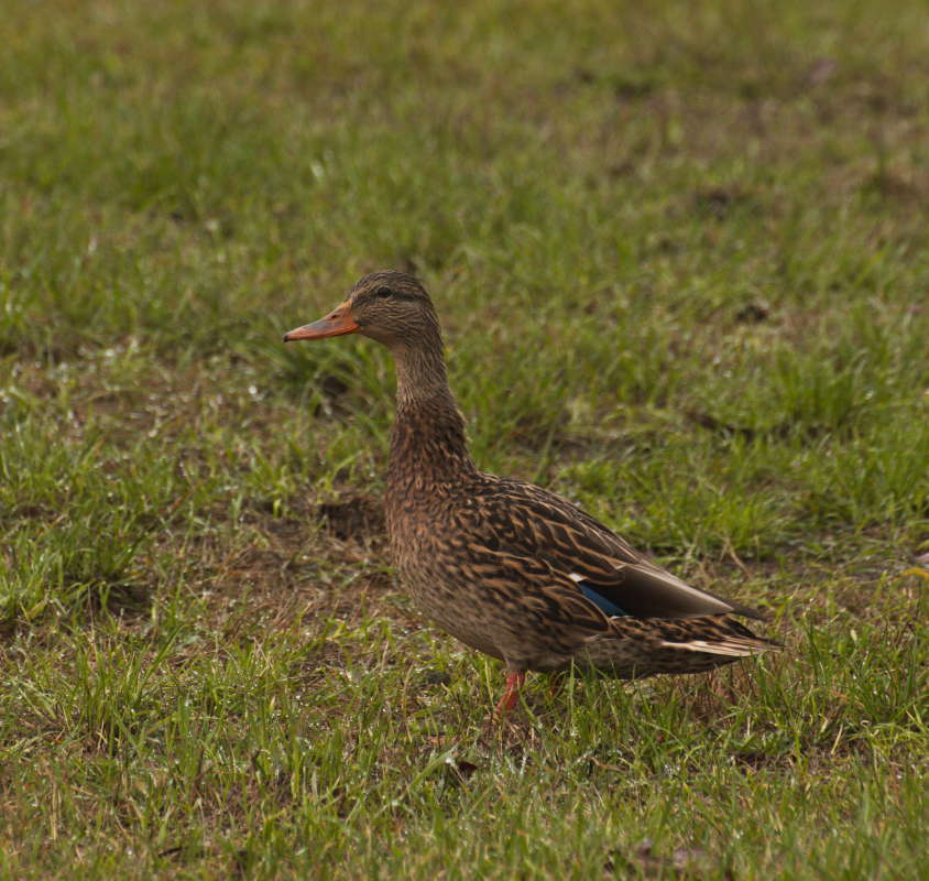 ��������� ����� �������� ������� �� PhotoGeek.ru #�������� ���