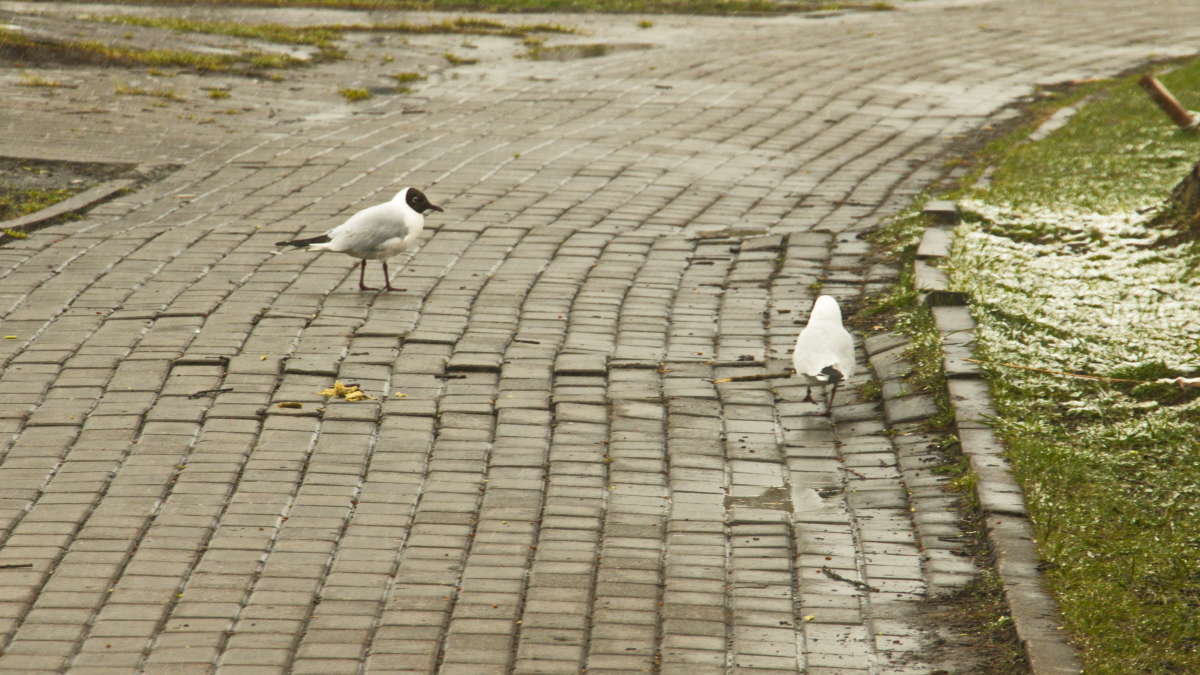 ���������� �� �������� ����� �������� ������� �� PhotoGeek.ru #�������� ��� #����� ��� ��� ���������