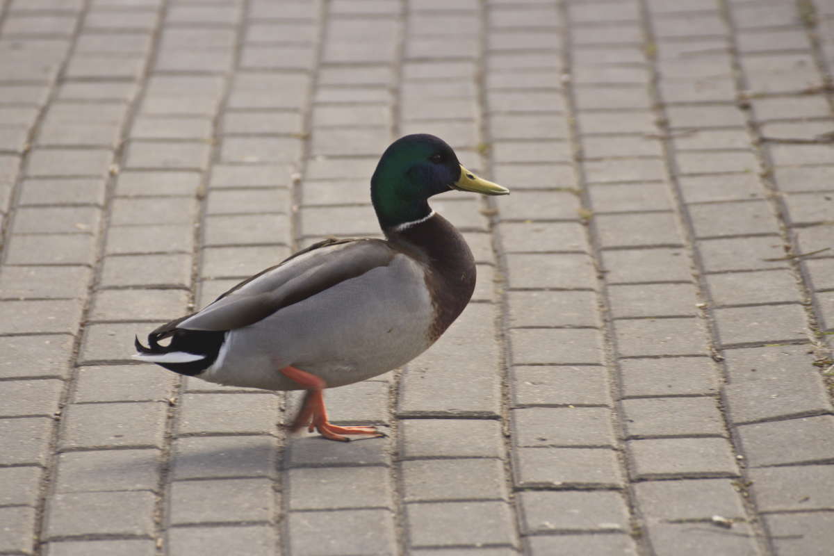 �������� �� �������� ����� �������� ������� �� PhotoGeek.ru #�������� ���