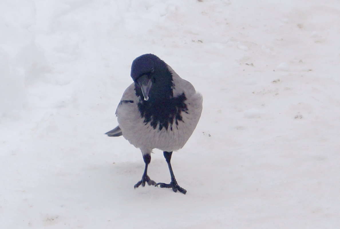 �������������� ������ ����� ������  �� PhotoGeek.ru #�������� ��� #����� ��� ��� ���������