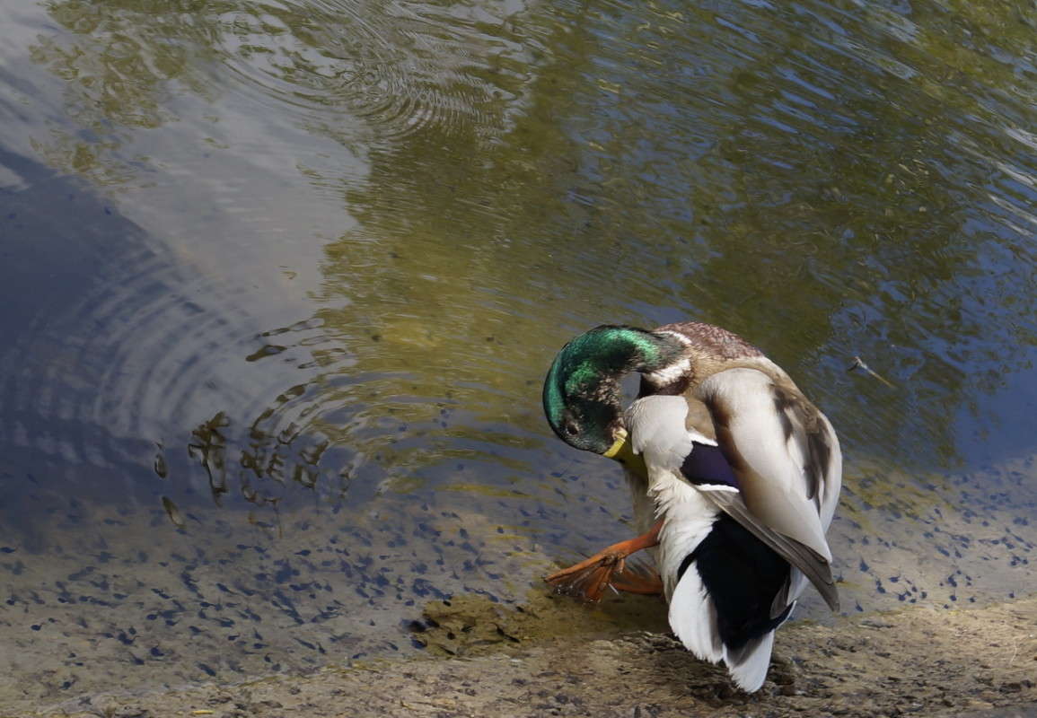 ��������  ������ ����� ������  �� PhotoGeek.ru #�������� ���