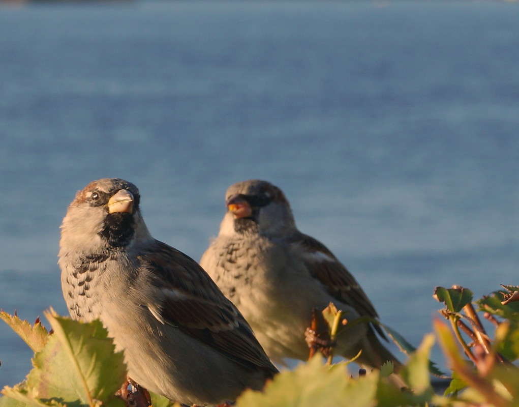 2 ������ ����� ������  �� PhotoGeek.ru #�������� ���