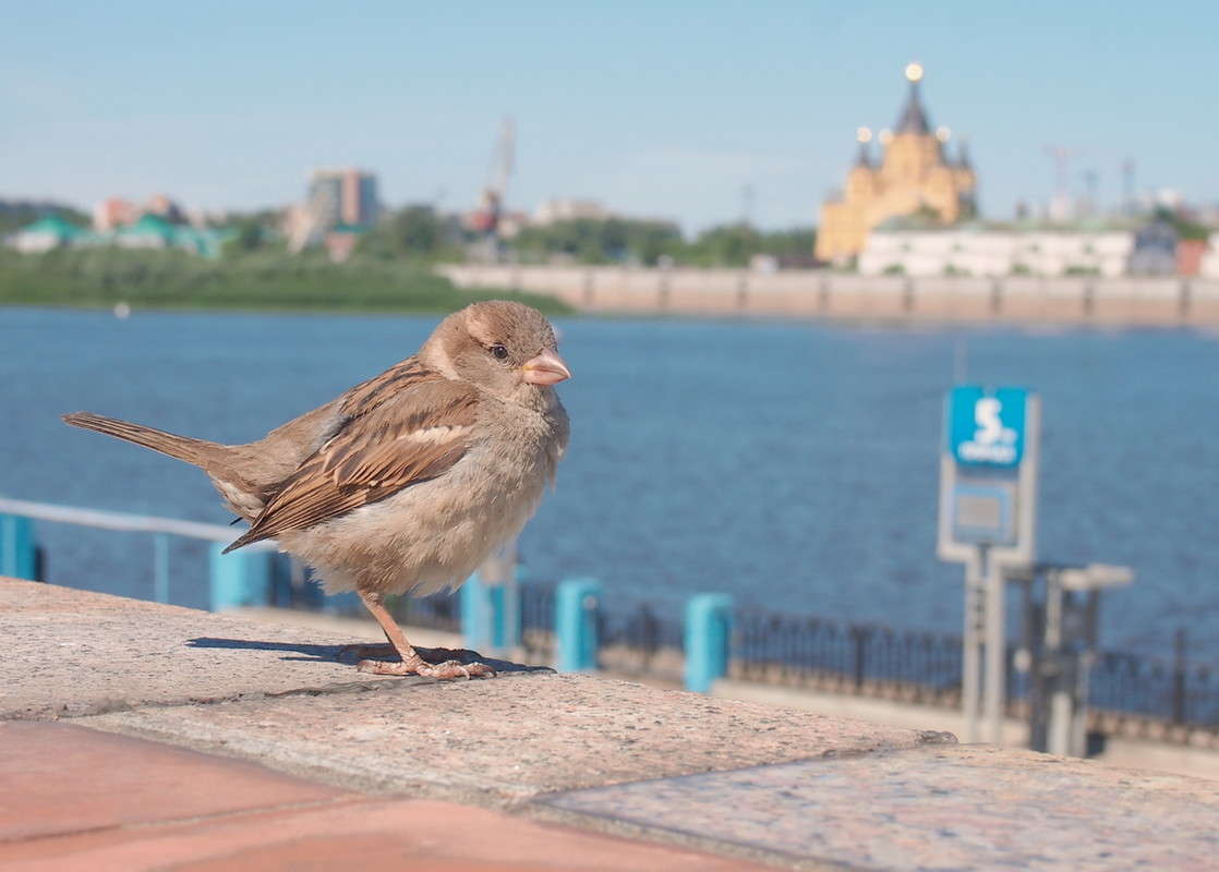 �������� � ������� ����� ������  �� PhotoGeek.ru #�������� ���