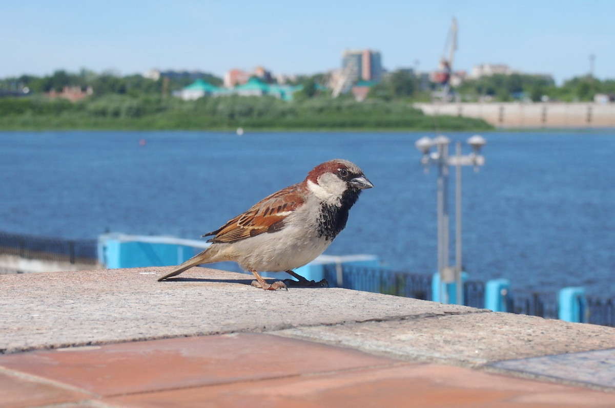 ����� ,�� ���?? ��������-���� ����..(( ����� ������  �� PhotoGeek.ru #����� #�������� ���