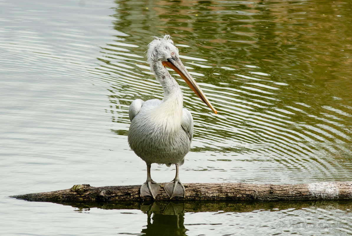 ��������� ����! ����� ����  �� PhotoGeek.ru #�������� ���