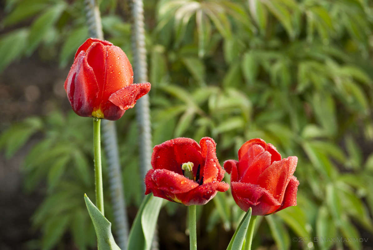 �������� ����. 003 ����� ����  �� PhotoGeek.ru #����� #������ ��� ������� #����� ��������������