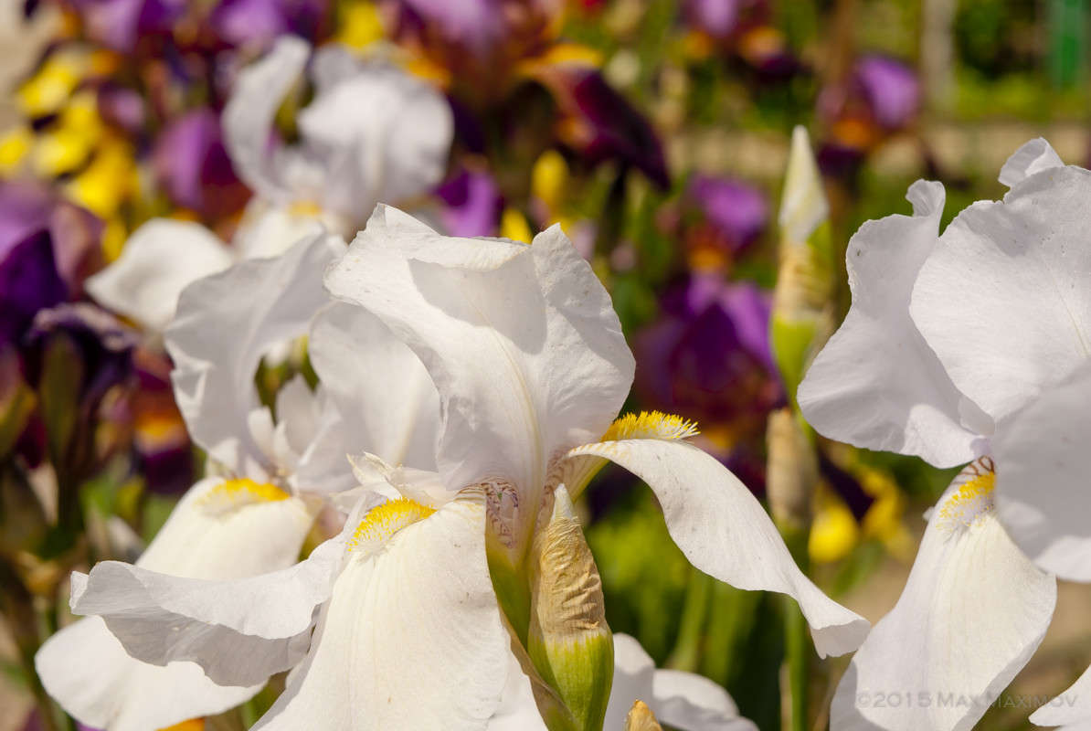 �������� ���������� V2.0 ����� ����  �� PhotoGeek.ru #������ ��� ������� #����� �������������� #���������