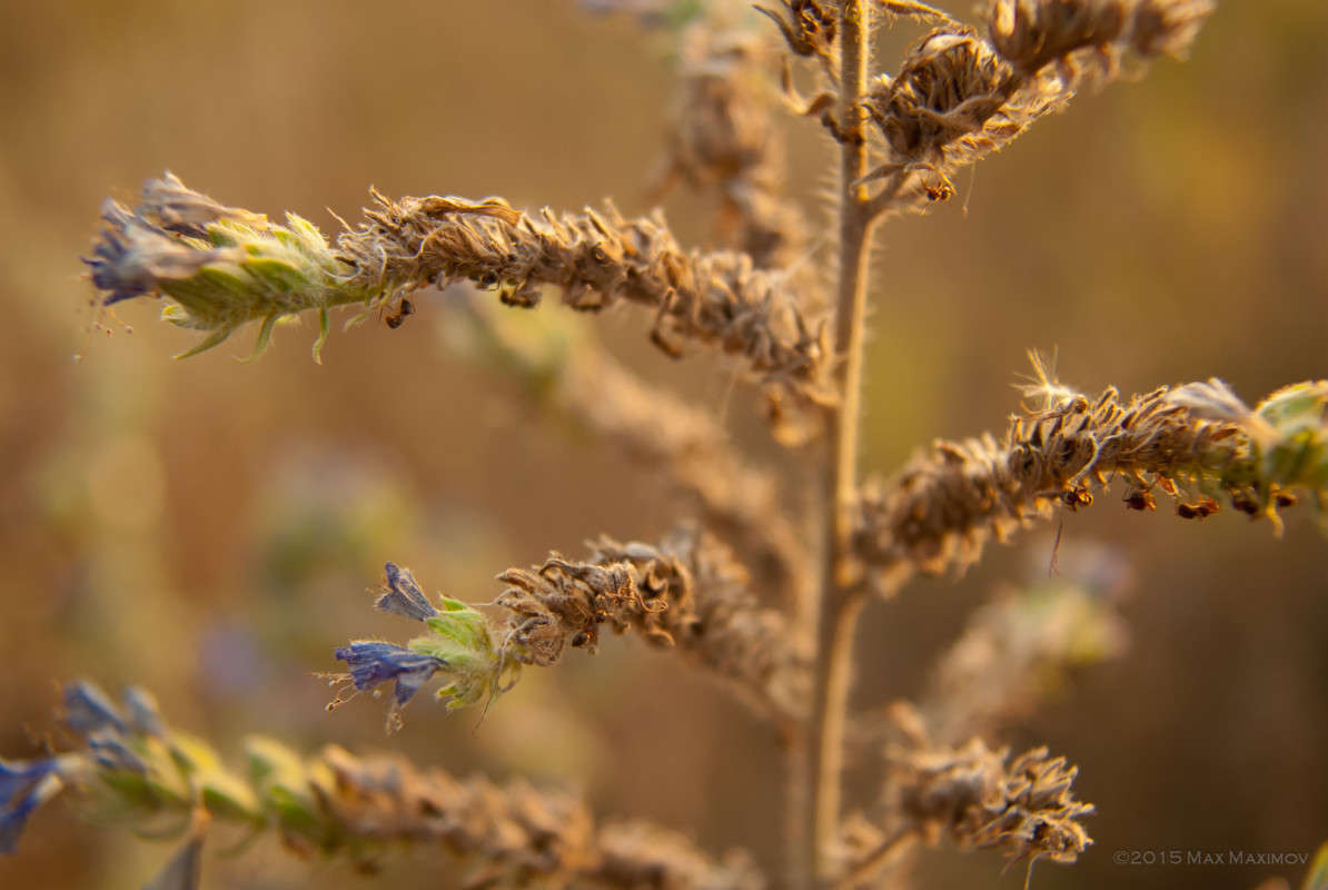 Test MC Vivitar 28-85/2.8-3.8 (01) ����� ����  �� PhotoGeek.ru #����� #������ ��� ������� #����� �������������� #����� ��������