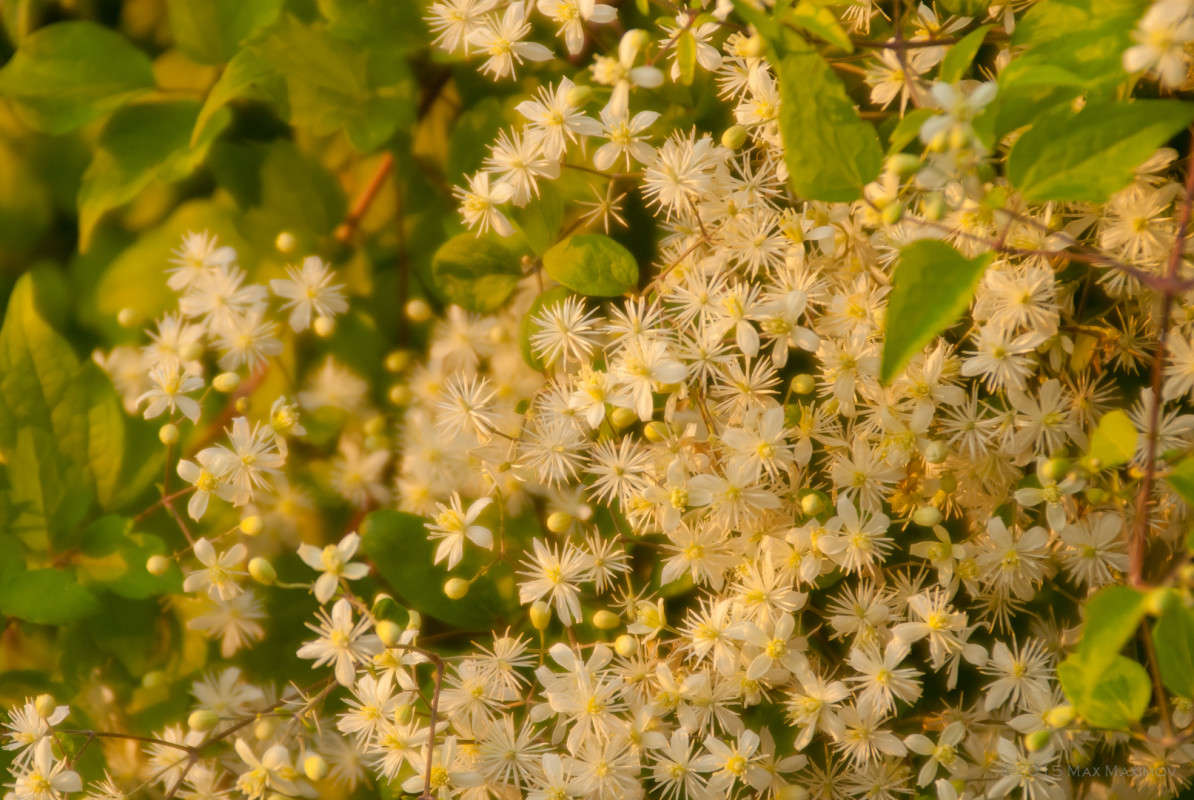 Test MC Vivitar 28-85/2.8-3.8 (03) ����� ����  �� PhotoGeek.ru #����� #����� ��������������