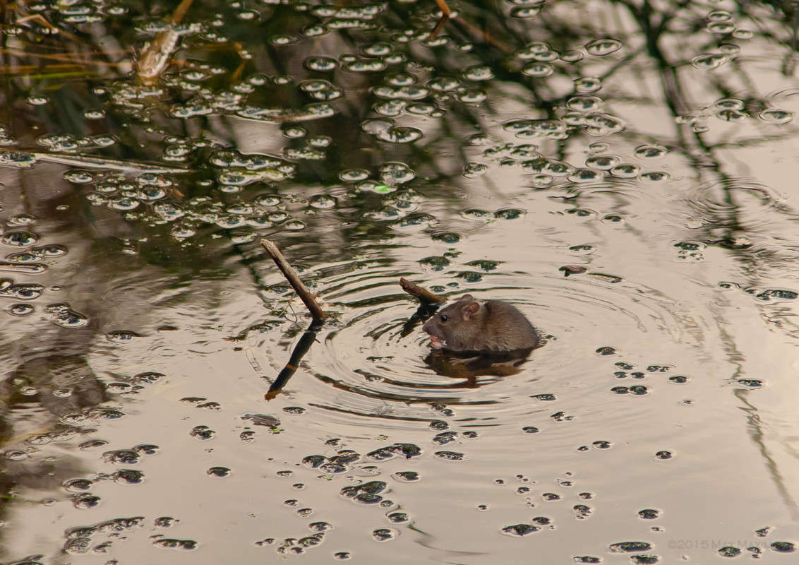 ���������� ��������� � ��������) ����� ����  �� PhotoGeek.ru #�������� ��� #����� ��� ��� ���������