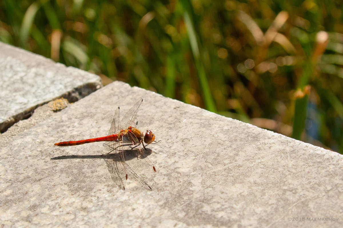 ���� ������� �������?) ����� ����  �� PhotoGeek.ru #����� #�������� ��� #����� ��� ��� ���������