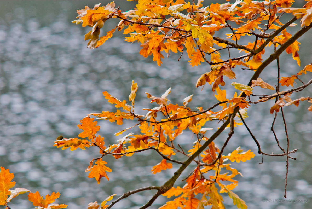 Autumn Gold ����� ����  �� PhotoGeek.ru #������ ��� �������