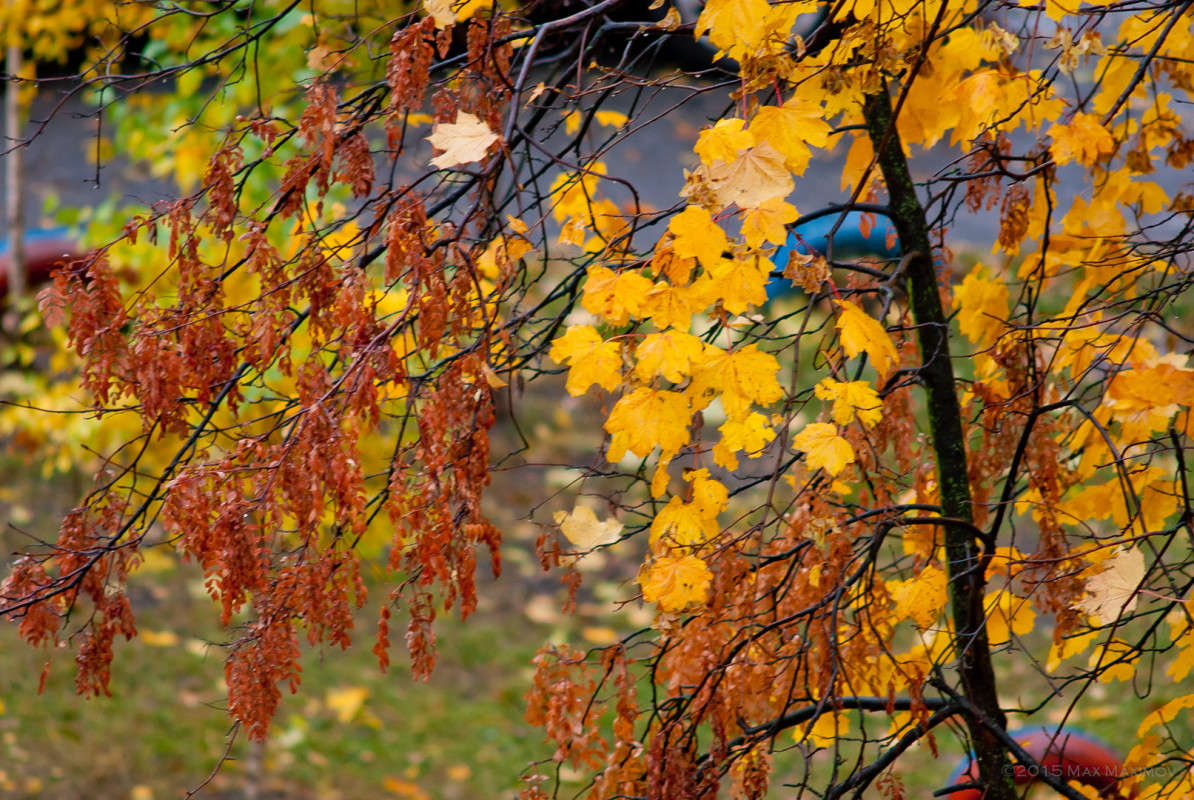 Осенняя палитра автор Макс  на PhotoGeek.ru #Пейзаж или природа #Живая растительность #Зарисовки