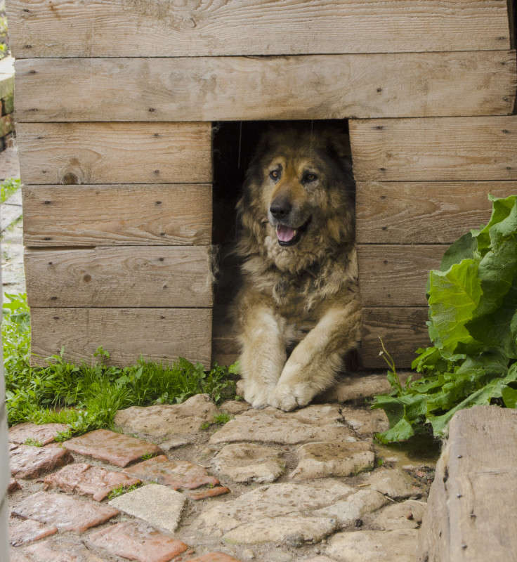 А я в домике автор Сергей Глотов на PhotoGeek.ru #Животный мир #Домашние животные #Животное #Собака