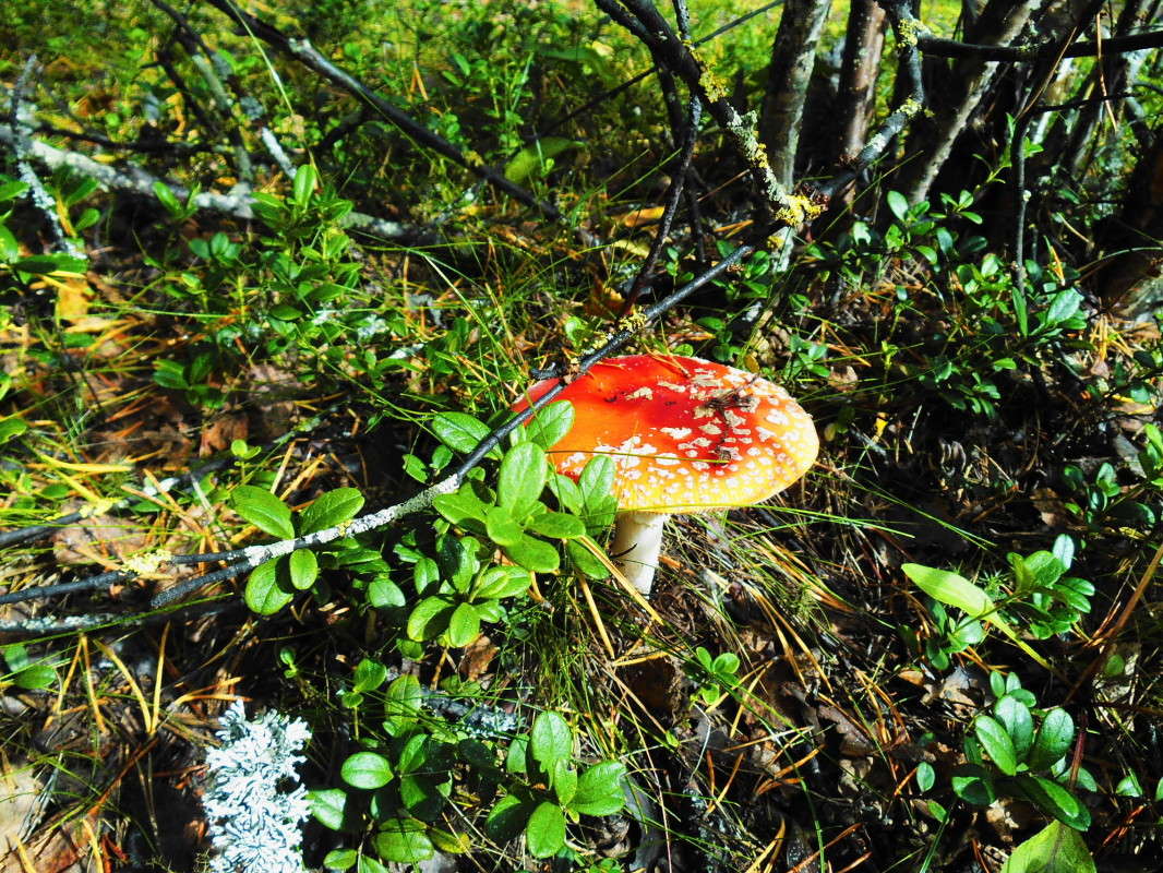 ����������) ����� ������ ������� �� PhotoGeek.ru #������ ��� �������