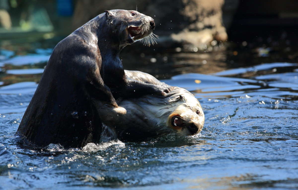 ������� ������ ����� Naum Likholat �� PhotoGeek.ru #�������� ���