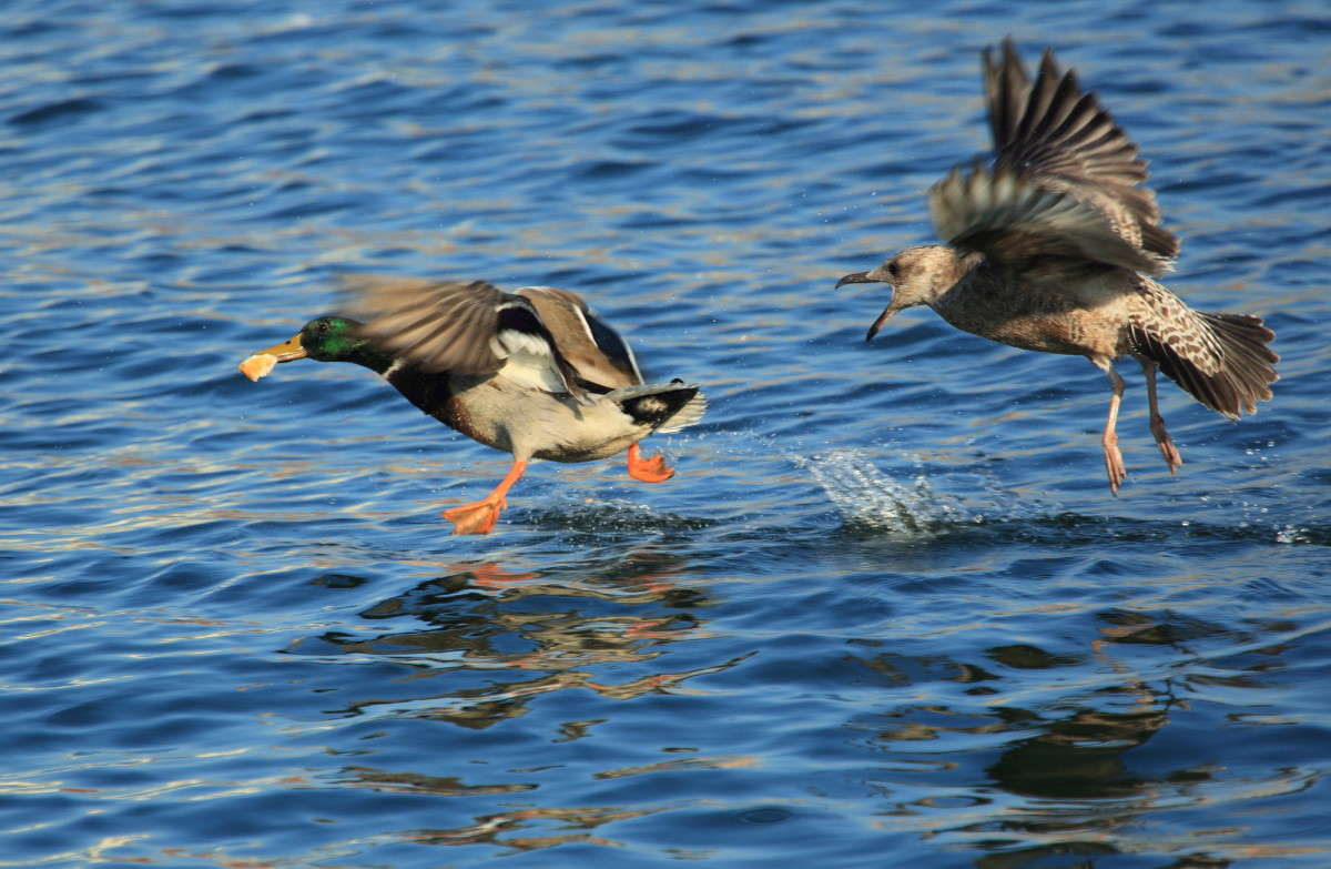 ������-������,�� ������- �������� ����� Naum Likholat �� PhotoGeek.ru #�������� ���