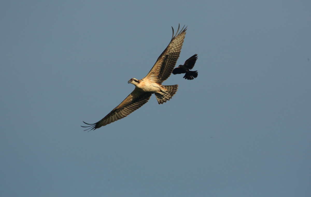 ������ ����� ������� ����� ������� ���� ����� Naum Likholat �� PhotoGeek.ru #�������� ���