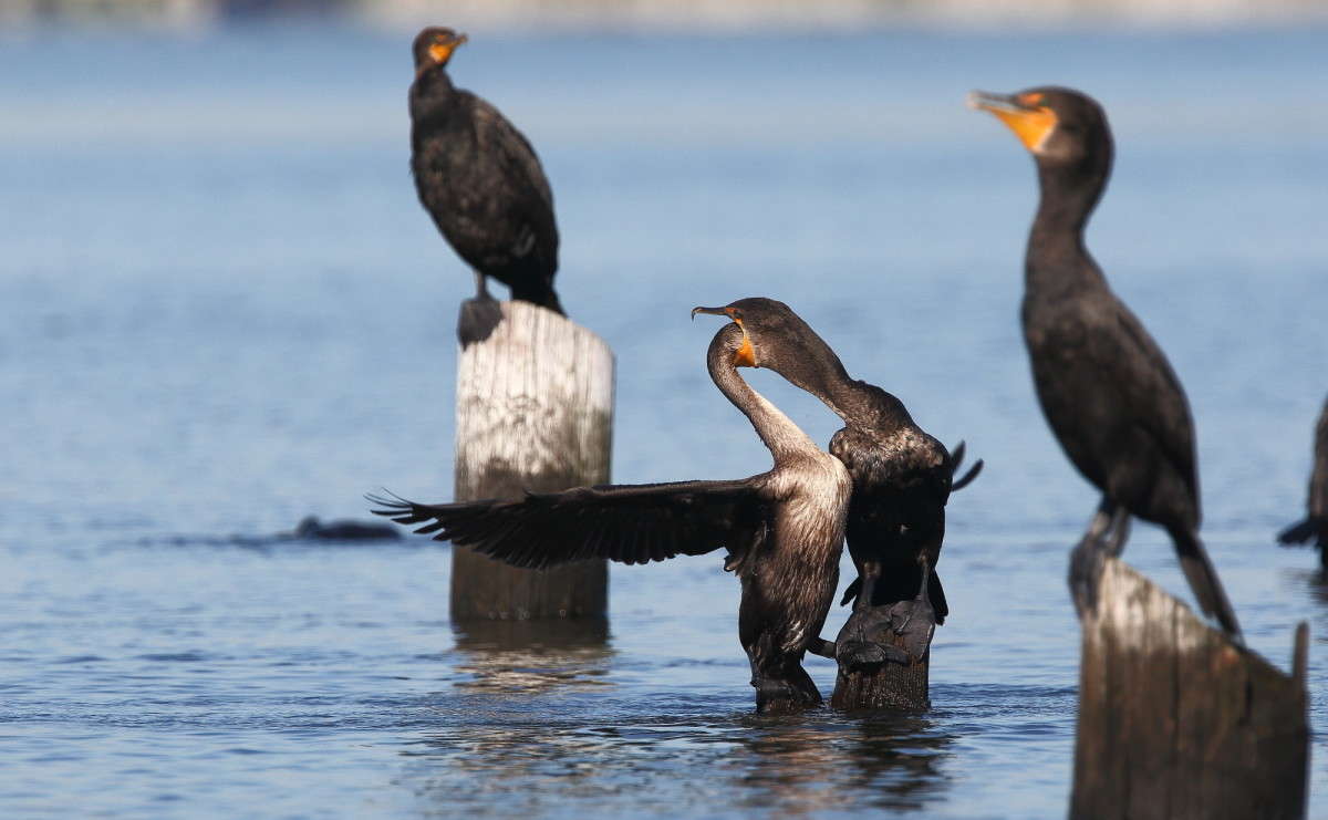 ��������� ������� ����� Naum Likholat �� PhotoGeek.ru #�������� ���