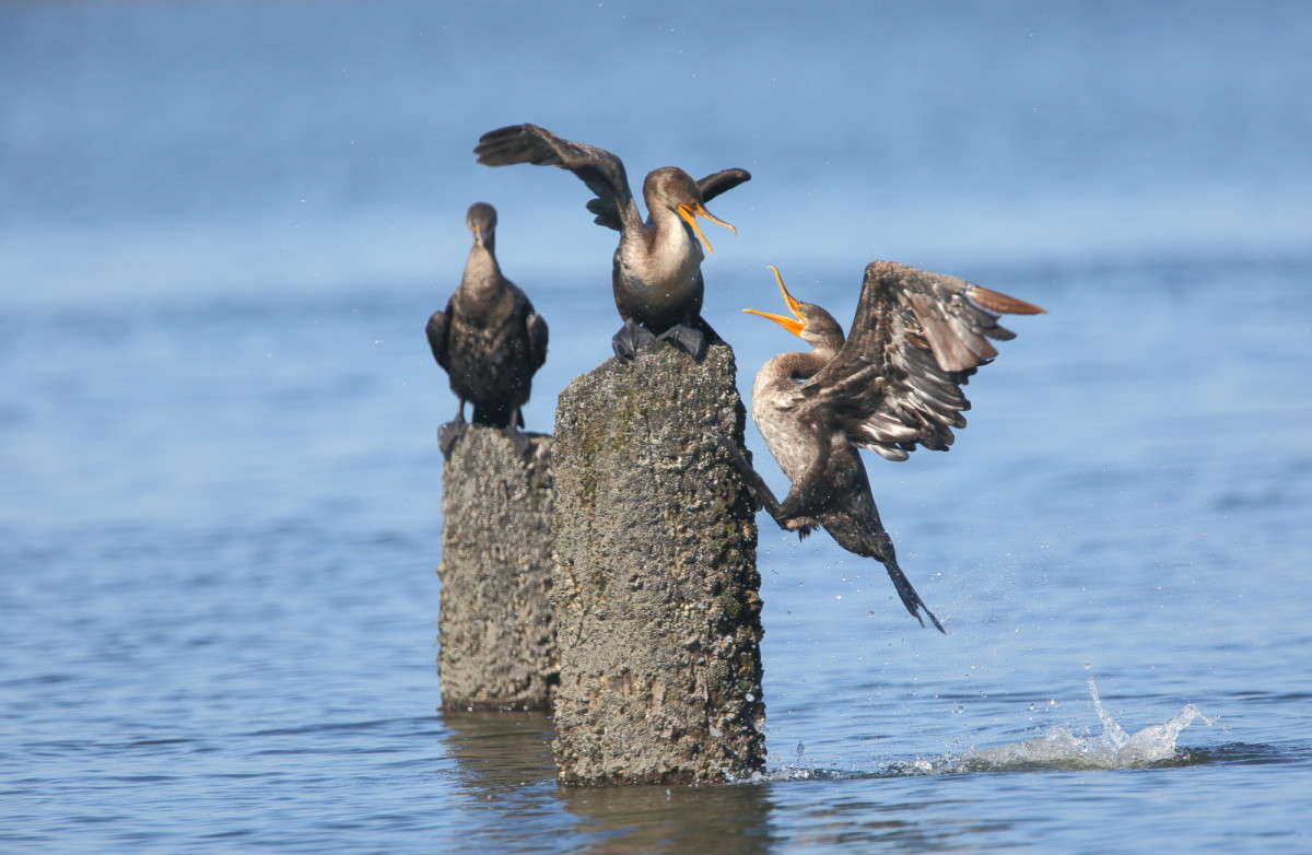 ������ �� ����� ����� Naum Likholat �� PhotoGeek.ru #�������� ���