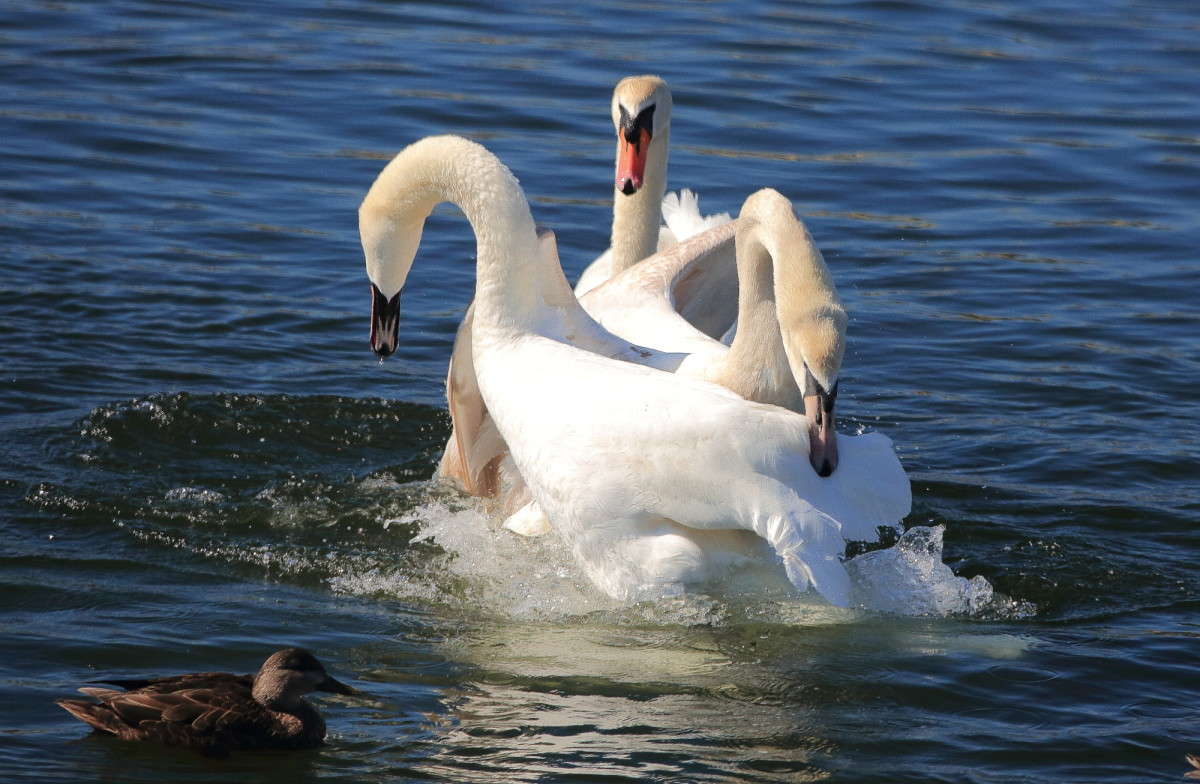 ���������� ����� Naum Likholat �� PhotoGeek.ru #�������� ���