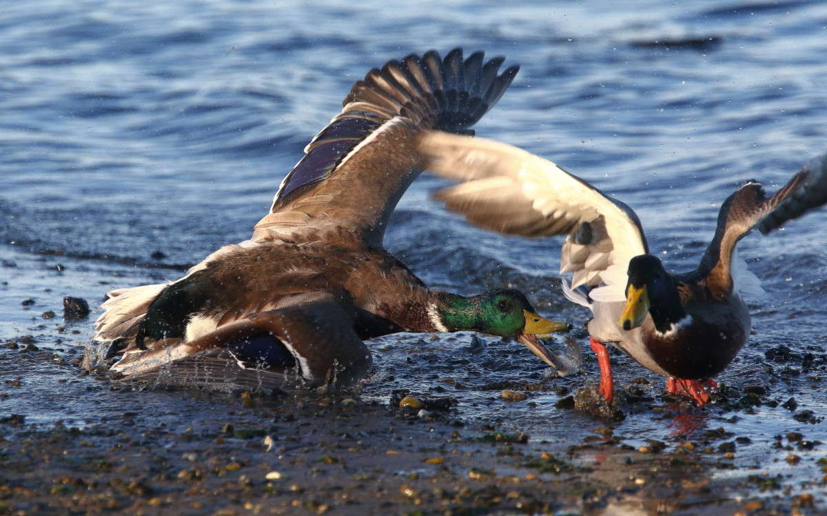 ... ����� Naum Likholat �� PhotoGeek.ru #�������� ���