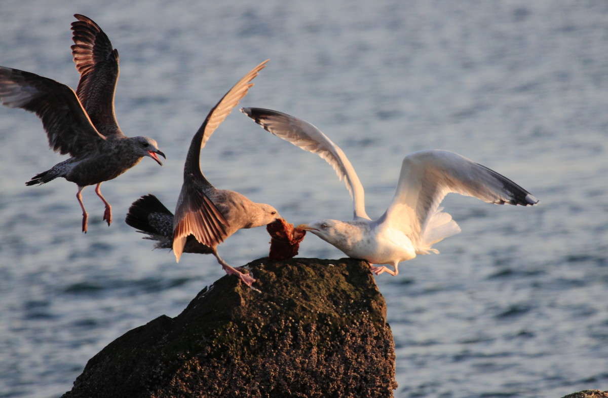 ���� �� ����� �� ������� ,��� (��� ��� �� ������) ����� Naum Likholat �� PhotoGeek.ru #�������� ���