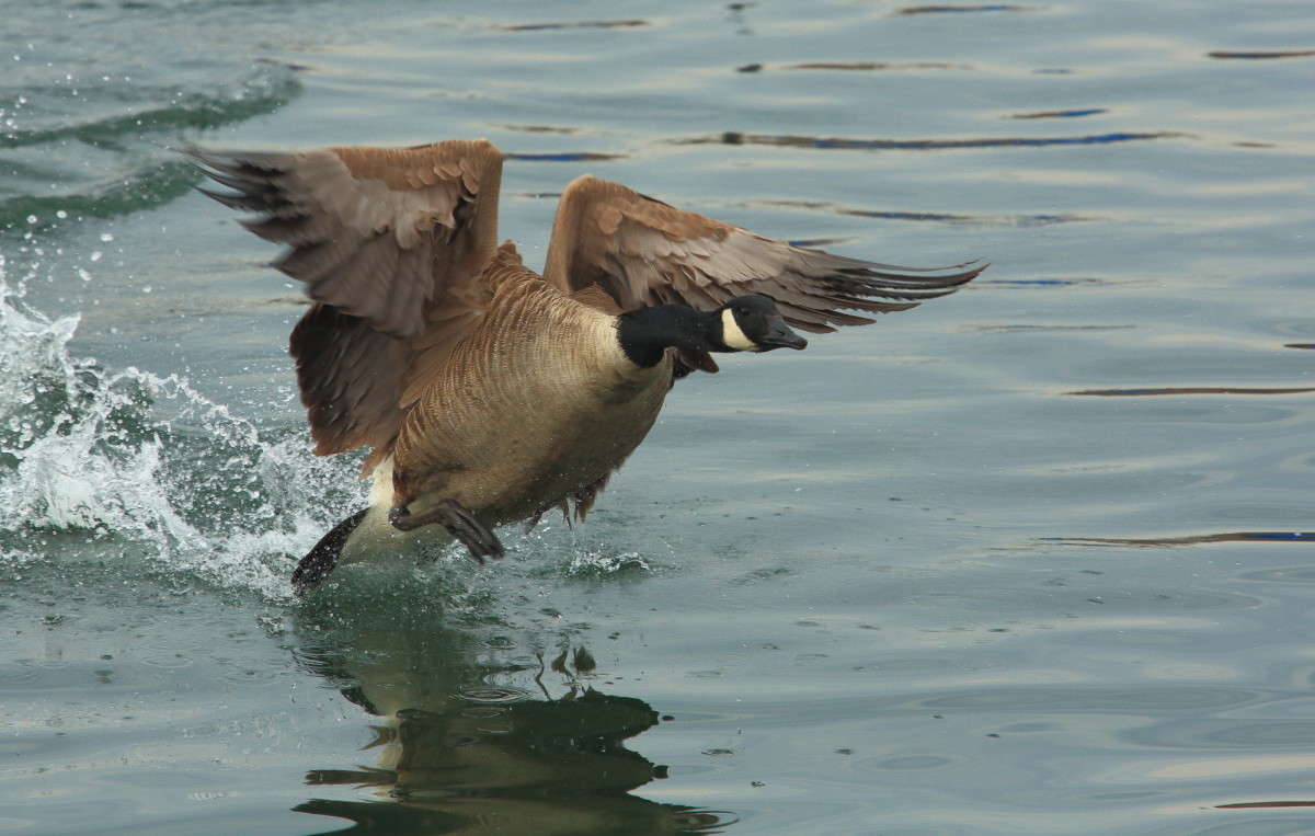 ����������� ����� Naum Likholat �� PhotoGeek.ru #�������� ���