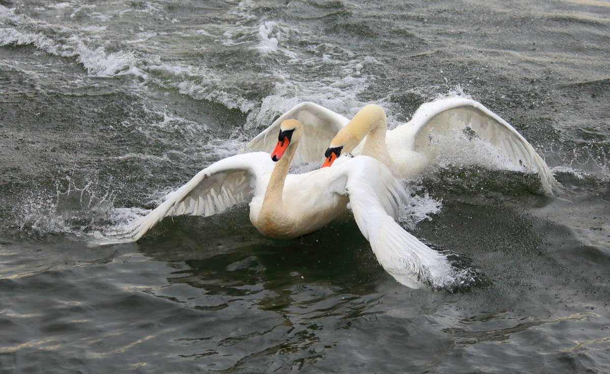 ... ����� Naum Likholat �� PhotoGeek.ru #�������� ���