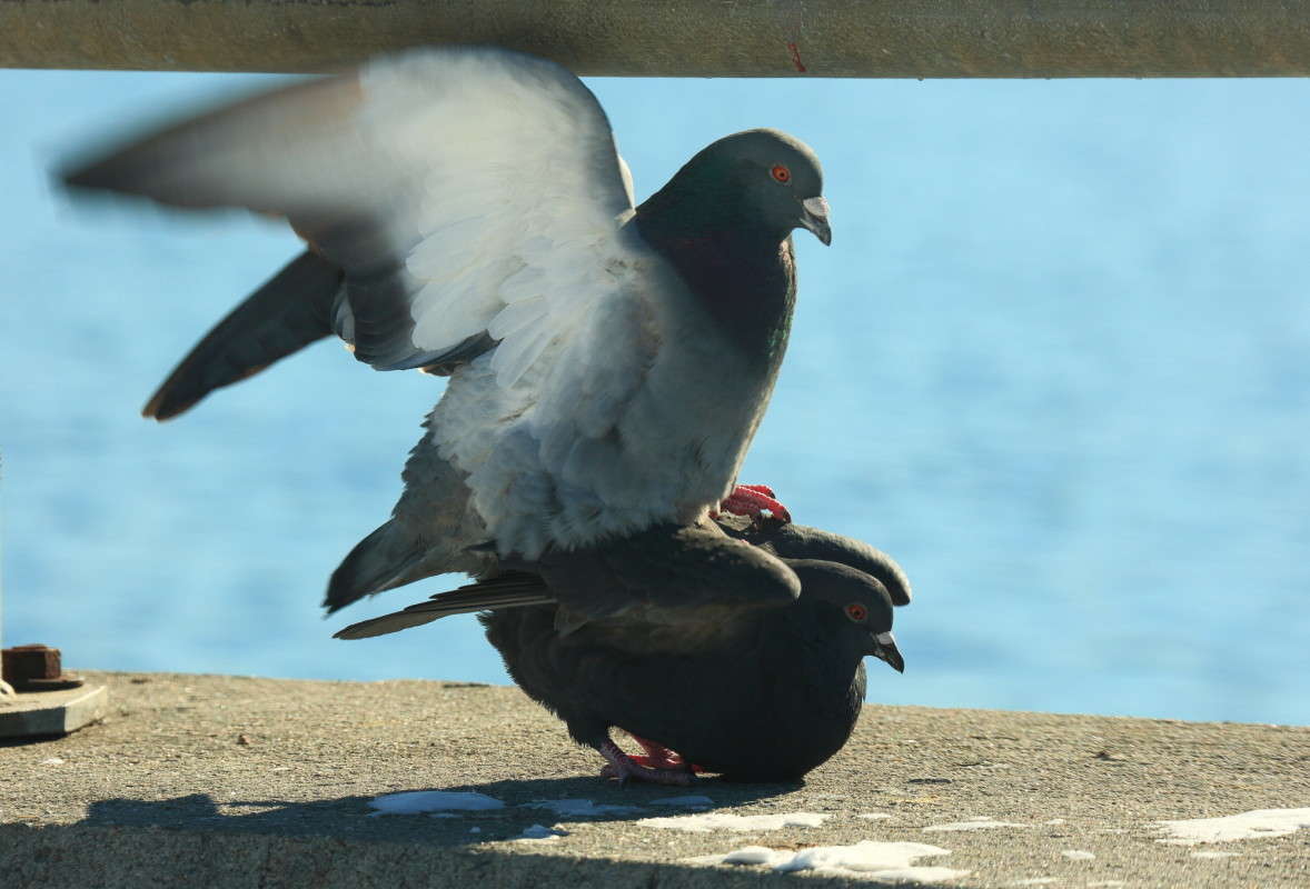 ����� ������������ 2 ����� Naum Likholat �� PhotoGeek.ru #�������� ���