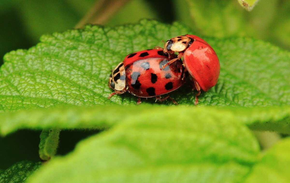 ����� ������������ 3 ����� Naum Likholat �� PhotoGeek.ru #�������� ���