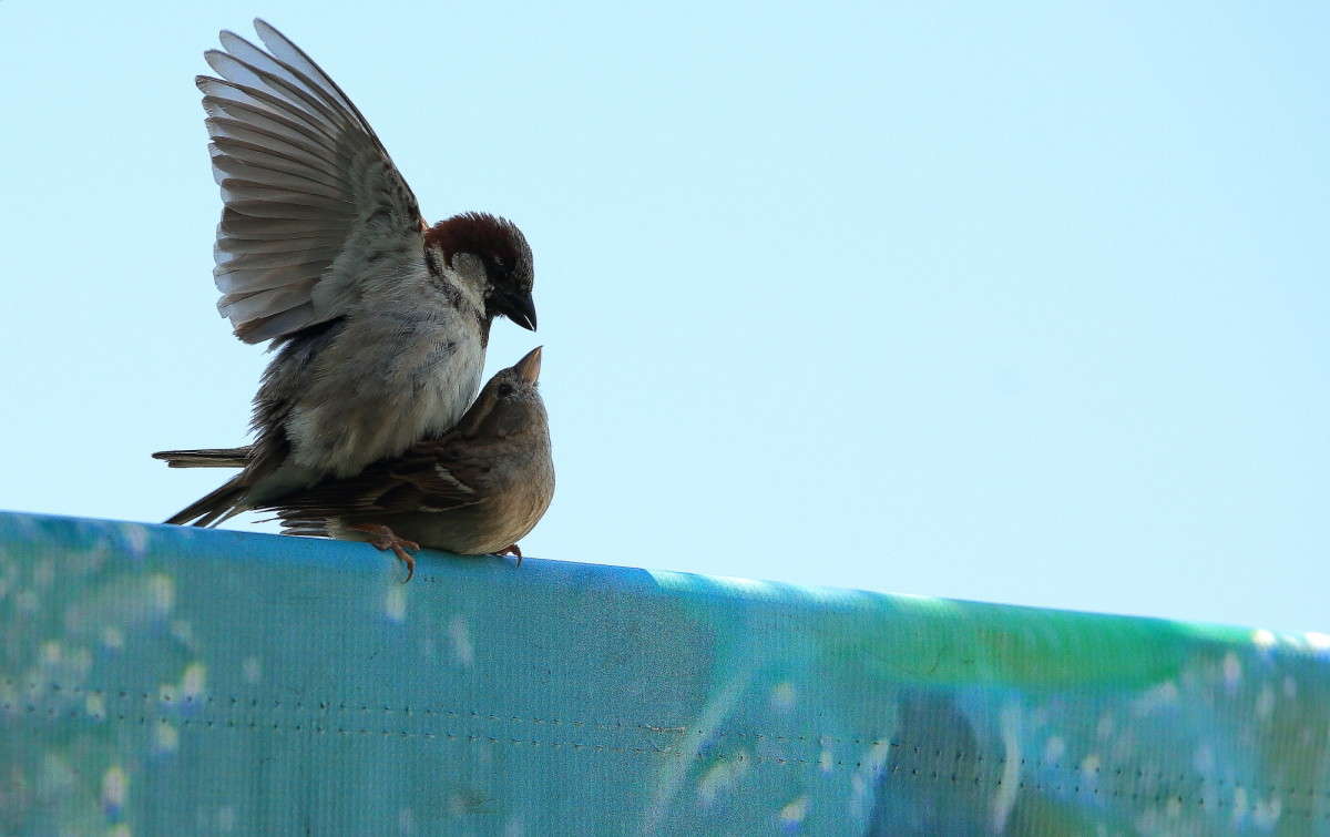 ����� ������������ 4 ����� Naum Likholat �� PhotoGeek.ru #�������� ���