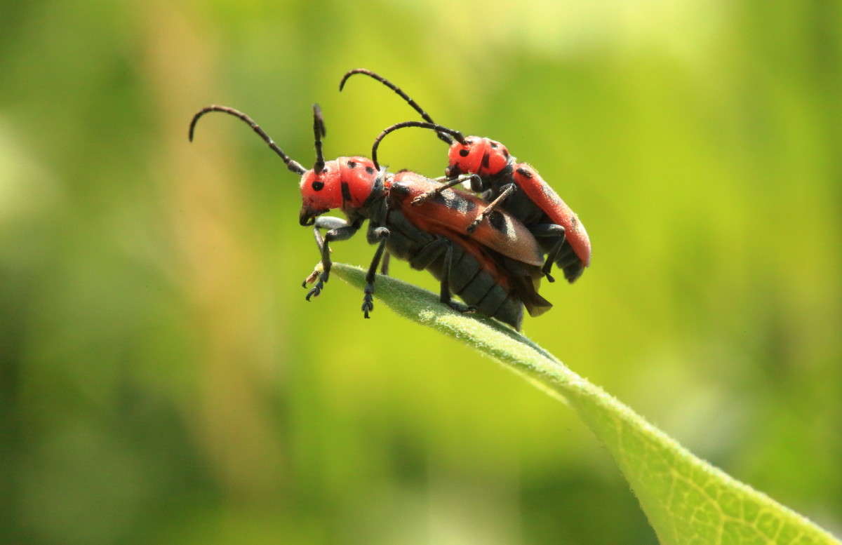 ����� ������������ 5 ����� Naum Likholat �� PhotoGeek.ru #�������� ���