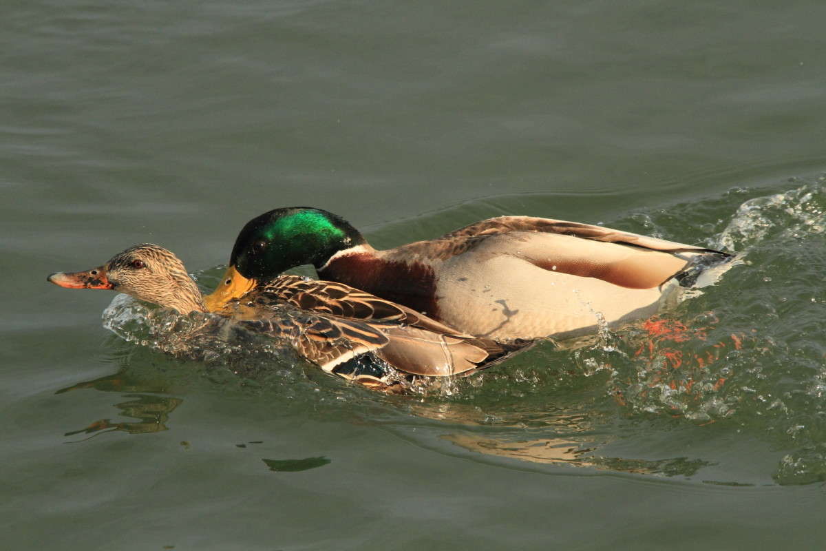 ����� ������������ 6 ����� Naum Likholat �� PhotoGeek.ru #�������� ���