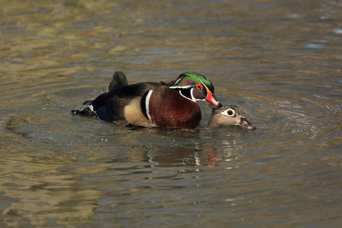 ����� ������������ 7 ����� Naum Likholat �� PhotoGeek.ru #�������� ���