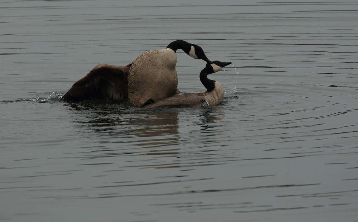 ����� ������������ 8 ����� Naum Likholat �� PhotoGeek.ru #�������� ���