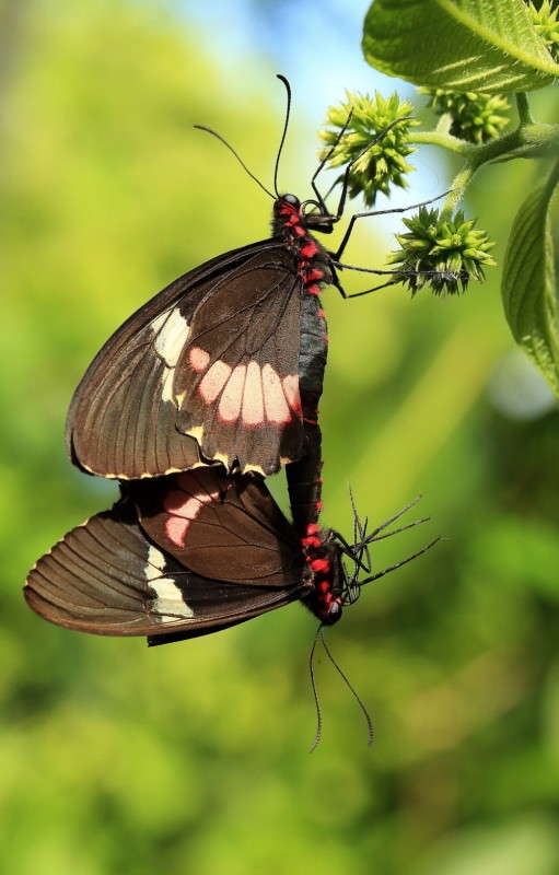 ����� ������������ 9 ����� Naum Likholat �� PhotoGeek.ru #�������� ���