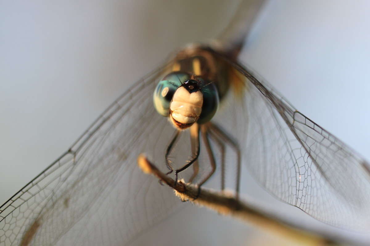 ������� - �������� ���� ����� Naum Likholat �� PhotoGeek.ru #�����