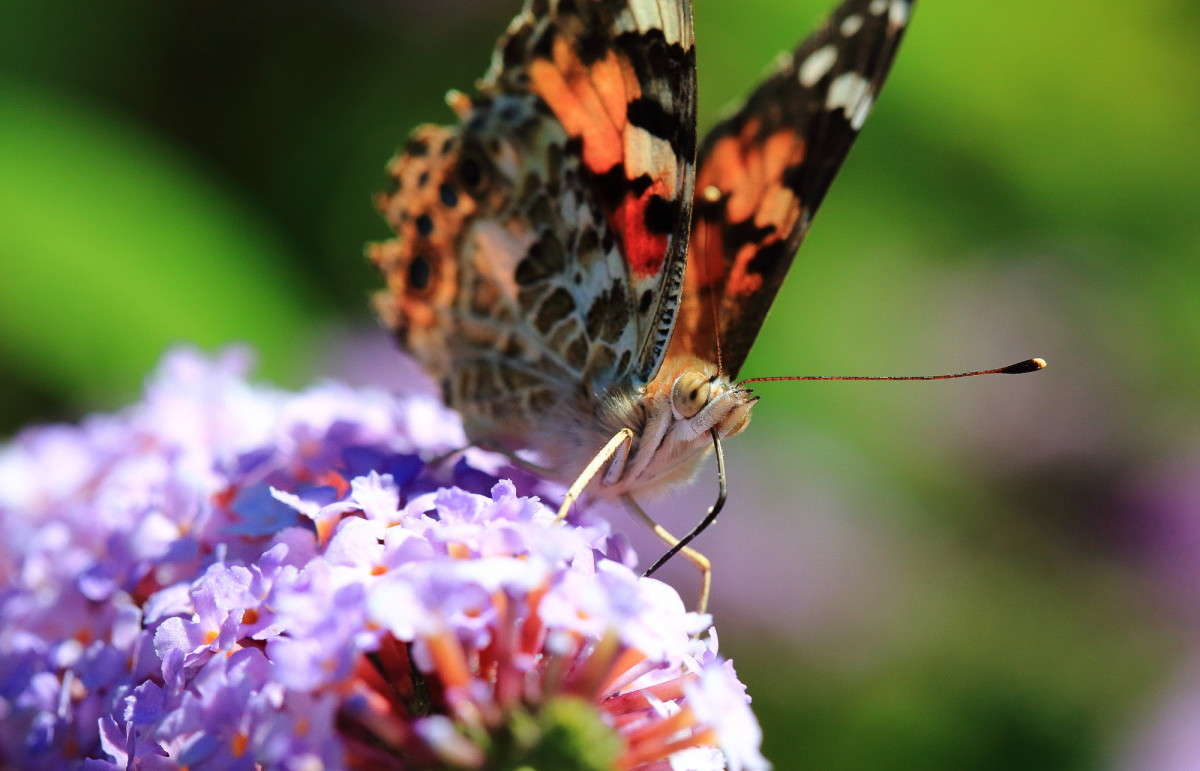 �� -���������� ,����� ��� ����� Naum Likholat �� PhotoGeek.ru #�����