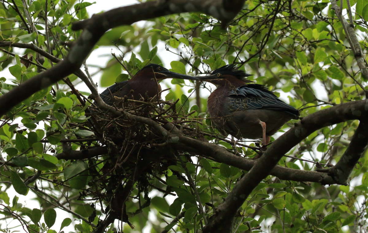 �������� ������ 1 ����� Naum Likholat �� PhotoGeek.ru #�������� ���