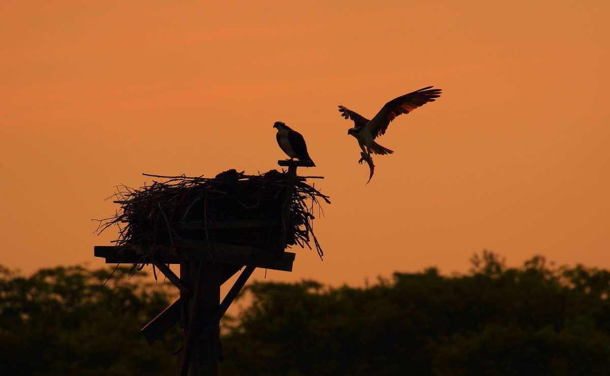 ������� � ������� ������ ����� Naum Likholat �� PhotoGeek.ru #�������� ���